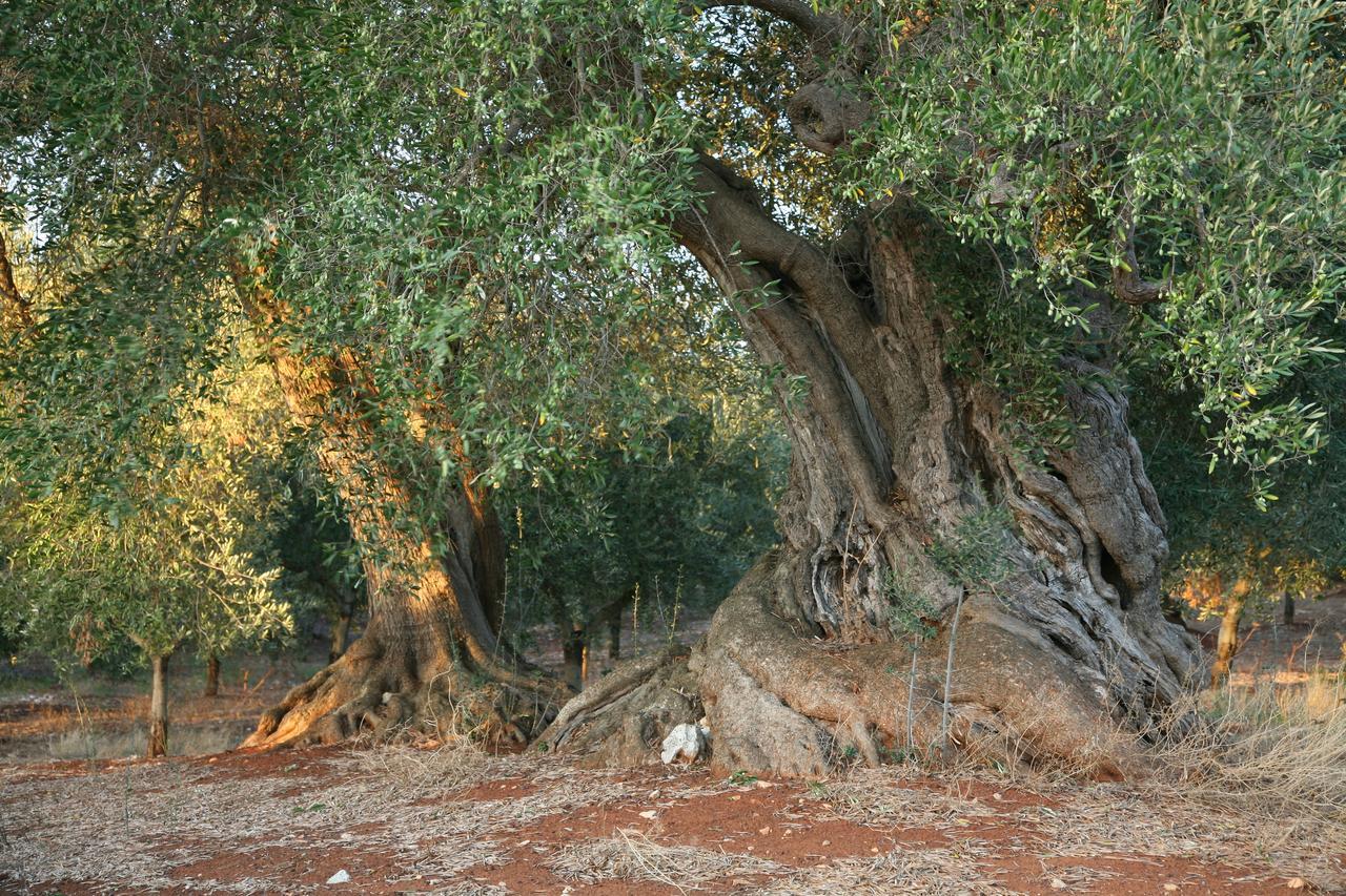 Masseria Montecchie Чельє-Мессапіка Екстер'єр фото